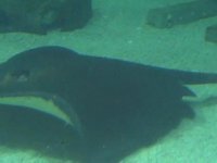 NJ Adventure Aquarium