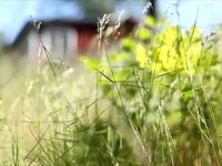 Swedish summer