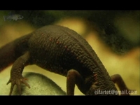 Cynops Pyrrhogaster (Japanese Fire Belly Newt)