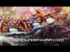 Underwater Videography and photography