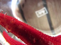 Estrella de mar