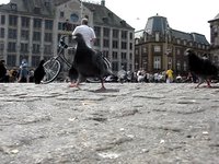 Pigeons in Amsterdam