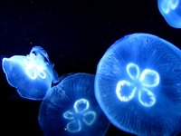 Jellies