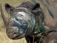 Rhino Treated by KWS Vet, Mara Triangle, Kenya.