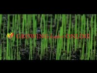 Growing Leaders Online