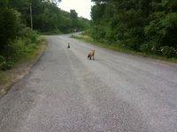 Two Foxes