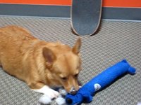 Pepperjack vs Wooby
