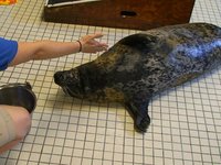Seal Kiss
