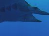 WILDLIFE HD