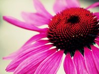 Macro Vision