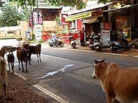 Cows of Goa India