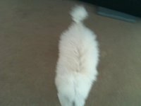 Play Possum Dog,听话到小狗