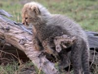 Cheetah Cubs Playing