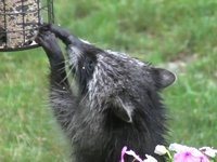 friggen raccoons