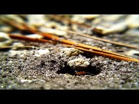 ants- Up Close