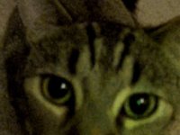 Sneaky Cat