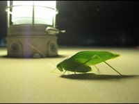 Untitled (Leaf Bug)