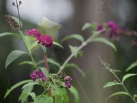 As the Garden Grows