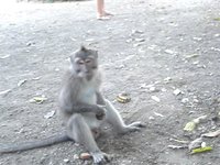 Bad Monkey