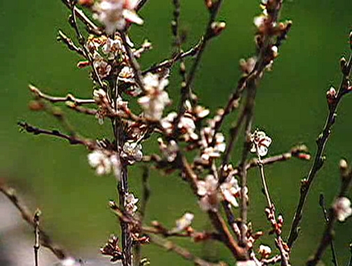 Communities In Bloom 2002