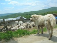 The Future of Farming in Vermont - on ThoughtCast