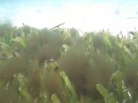 Snorkeling in the Dry Tortugas!