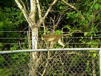 African Monkeys on The Loose in Florida!