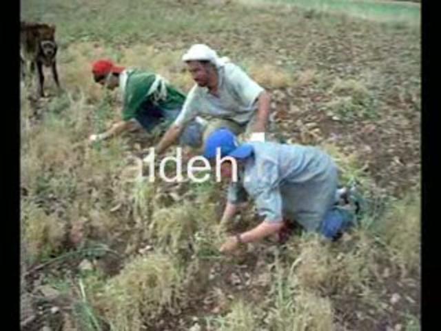 Mhallemilerde Hasat İşleri