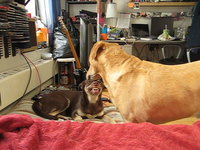 Abby: "No means no, Joey!"