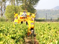 Harvest Wine Domaine Souyris