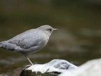 American Dippers at Jim Creek