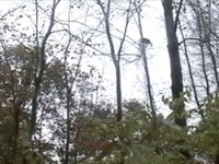 Squirrel's Nest