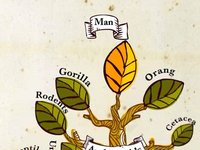 THEATRUM COMICUM OF INSECTS