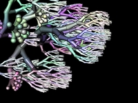 Branching with color mutation