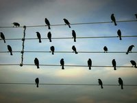 Birds on the Wires