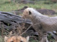Cheetah Cubs