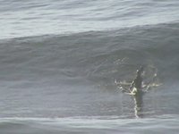 Kayaksuf: Tamargueira / Pedra D'Ouro ( Miguel Carvalho ONA)