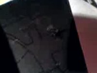 A Spider eating a Fly