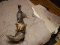 Ferret & Yorkshire