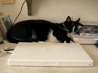 Liilii on my desk