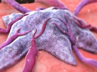 Tumor animation