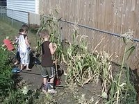 Garden "Harvest" - Sept. 5, 2009