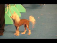 Superdogs Are Everywhere (They're All 10s)