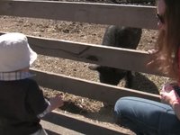 Ryan visits the farm