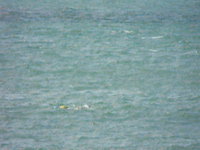 Richard Beardsall Around-Island Solo Swim