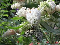 Macro Butterflies HD