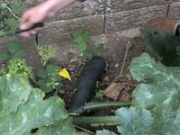 Great Courgette Off 2009