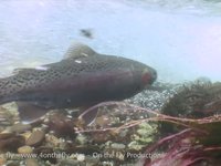 Spawning Rainbow Trout - Clip two