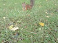 orava