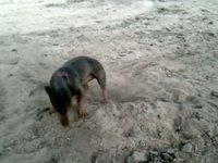 Pinto Diggin'